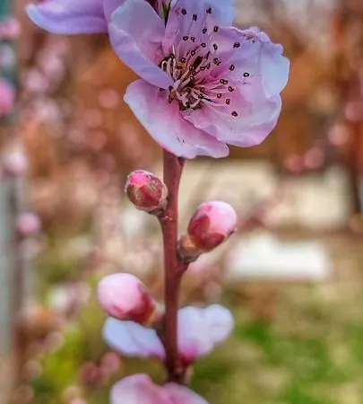 別荘 Getaway House Loko