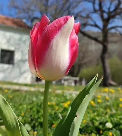 別荘 Getaway House Loko *